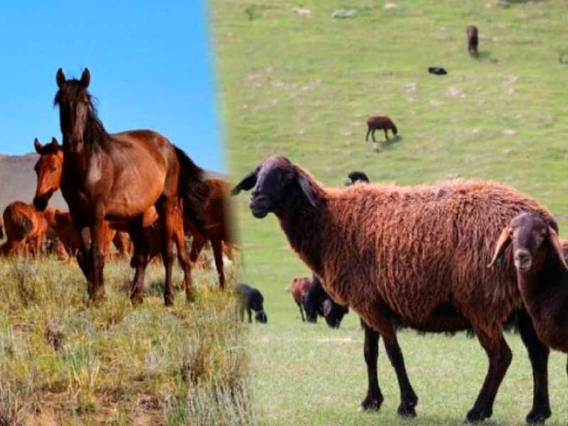 Государство будет субсидировать страхование овец и лошадей – МСХ